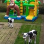 AAP-SPRINGKUSSEN-LEMMER-JOURE-HEERENVEEN-SNEEK-MULTIPLAY-HUREN-AAPJE-MONKEY-KUSSEN-glijbaan-koe